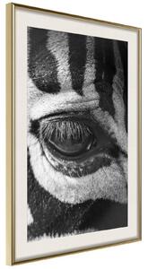 Inramad Poster / Tavla - Zebra Is Watching You - 30x45 Guldram med passepartout