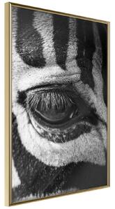 Inramad Poster / Tavla - Zebra Is Watching You - 20x30 Guldram