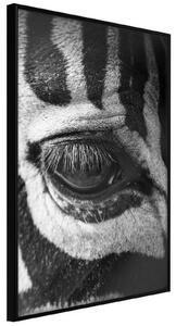 Inramad Poster / Tavla - Zebra Is Watching You - 30x45 Svart ram