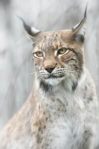 Fotografi Lynx portrait in the fog, Santiago Pascual Buye