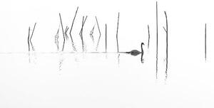 Fotografi Silhouette of Swan swimming through fish, RelaxFoto.de, (40 x 22.5 cm)