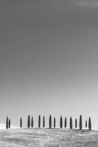 Fotografi Cypress Trees, Tuscany, StephenBridger, (26.7 x 40 cm)