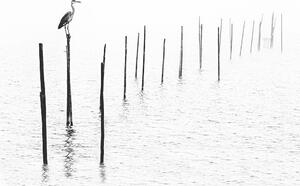 Fotografi Gray heron sitting on pole of fish trap in fog, RelaxFoto.de, (40 x 26.7 cm)