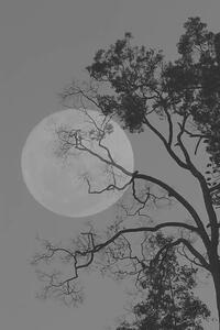 Fotografi Tree and the moon, bochimsang
