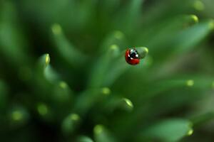 Fotografi Ladybug, Sanja Baljkas, (40 x 26.7 cm)