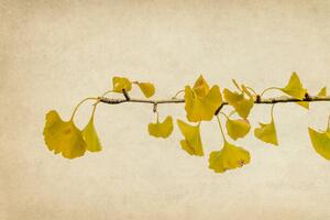 Fotografi Ginkgo biloba branch and leaves in autumn, Vicente Méndez