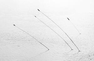 Fotografi Four reeds poking through the ice, Nick Fitzhardinge