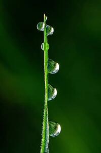 Fotografi Drops of dew, japedro, (26.7 x 40 cm)