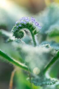Fotografi Little grass flower with dew droplets, somnuk krobkum, (26.7 x 40 cm)