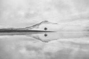 Fotografi Reflective trees on the lake, Thanh Thuy, (40 x 26.7 cm)