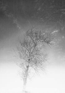 Fotografi the tree and frozen soil in black and white, Alessandro Pianalto