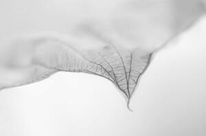 Fotografi A Dry Leaf the tip of a Hosta Plant, Nancybelle Gonzaga Villarroya