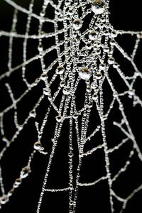 Fotografi Spider Web, samveitch, (26.7 x 40 cm)