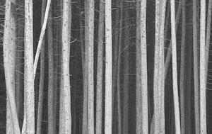 Fotografi Black and White Pine Tree Trunks Background, ImagineGolf