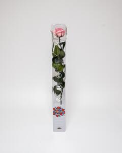 Singel Evighetsros 60 cm Rosa