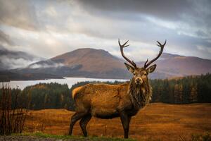 Fotografi Scottish Stag, Adrian Popan