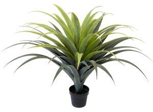 Agave konstväxt