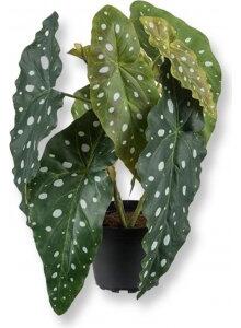 Forell begonia konstväxt