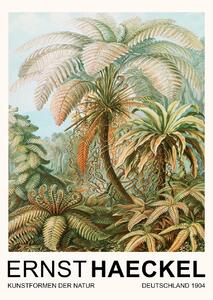 Bildreproduktion Filicinae–Laubfarne / Rainforest Trees (Vintage Academia) - Ernst Haeckel, (30 x 40 cm)
