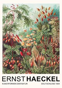 Bildreproduktion Muscinae–Laubmoose / Rainforest Plants (Vintage Academia) - Ernst Haeckel, (30 x 40 cm)