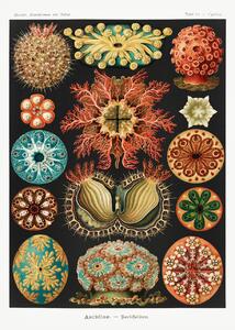 Konsttryck Ascidiae–Seescheiden (Marine Life / Academia) - Ernst Haeckel, (30 x 40 cm)