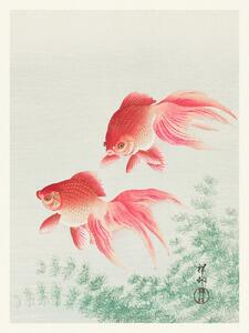 Bildreproduktion Two Veil Goldfish (Japandi Vintage) - Ohara Koson, (30 x 40 cm)