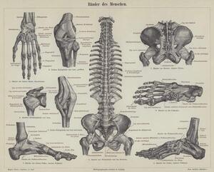 Bildreproduktion Ligaments of the human body, German School