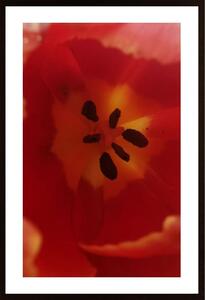 Tulip Poster