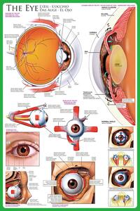 Poster, Affisch The eye