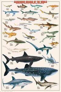 Poster, Affisch Dangerous Sharks