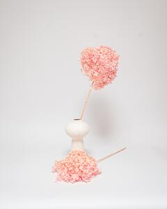 Hortensia Blekt Rosa – Konserverade Blommor
