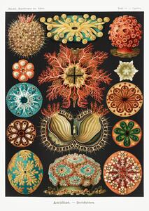 Bildreproduktion Ascidiae–Seescheiden, Ernst Haeckel