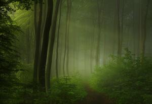 Forest morning