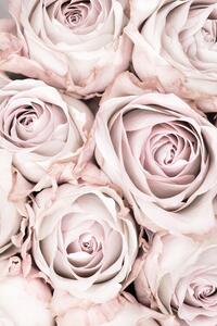 Fotografi Pink Roses No 01, Studio Collection