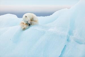 Polar Bear Grooming
