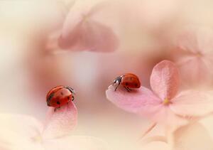 Ladybirds on pink hydrangea