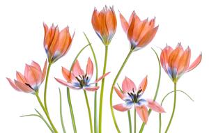 Apricot Tulips