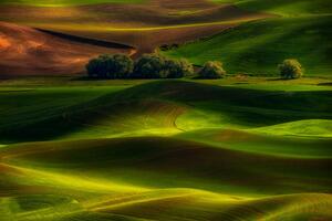 Spring in the Palouse