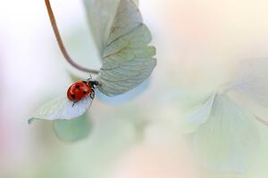 Ladybird on blue-green hydrangea