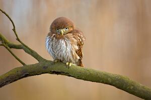 Ferruginous pygmy owl