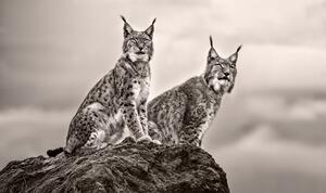 Two Lynx on rock