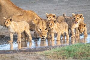 Wariness at the water hole