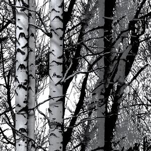 Mønstret folie-1,5 meter-45 cm-Birketræer - Blank