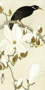Konsttryck Myna On Magnolia Branch, Ohara Koson, (20 x 40 cm)