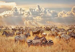 Fototapet - Zebra Land - Standard 450x315