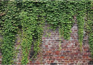 Fototapet - Brick and ivy - Standard 350x245