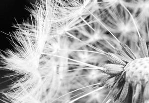 Fototapet - Black and white dandelion - Standard 350x245