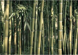 Fototapet - Bamboo Exotic - Standard 350x245