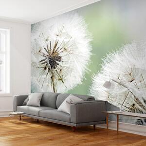 Fototapet - Two dandelions - Självhäftande 343x270