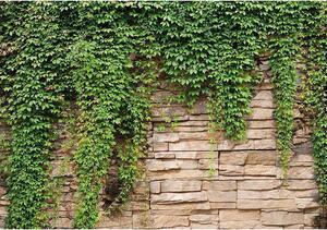 Fototapet - Ivy wall - Standard 350x245